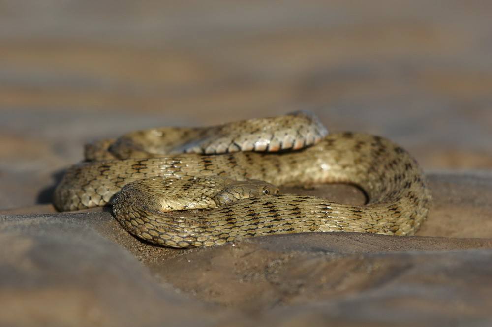 005-Водяной-Уж-Natrix-Tessellata.jpg